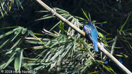 Imagem de Trogon caligatus Gould 1838