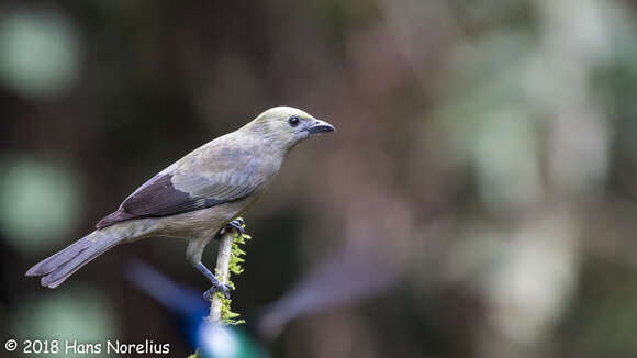 صورة Thraupis palmarum (Wied-Neuwied 1821)