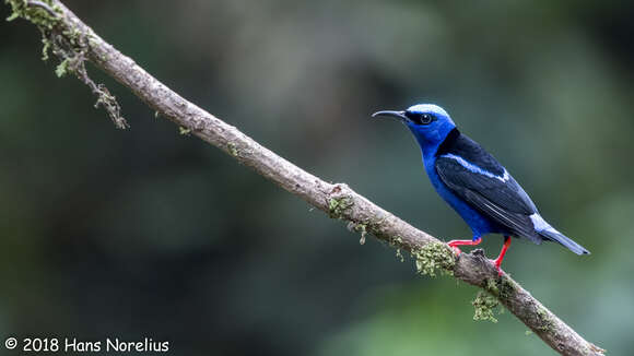 Image of Honeycreeper