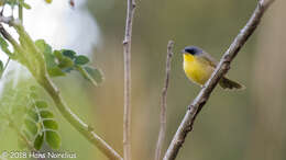 Image of Gray-crowned Yellowthroat