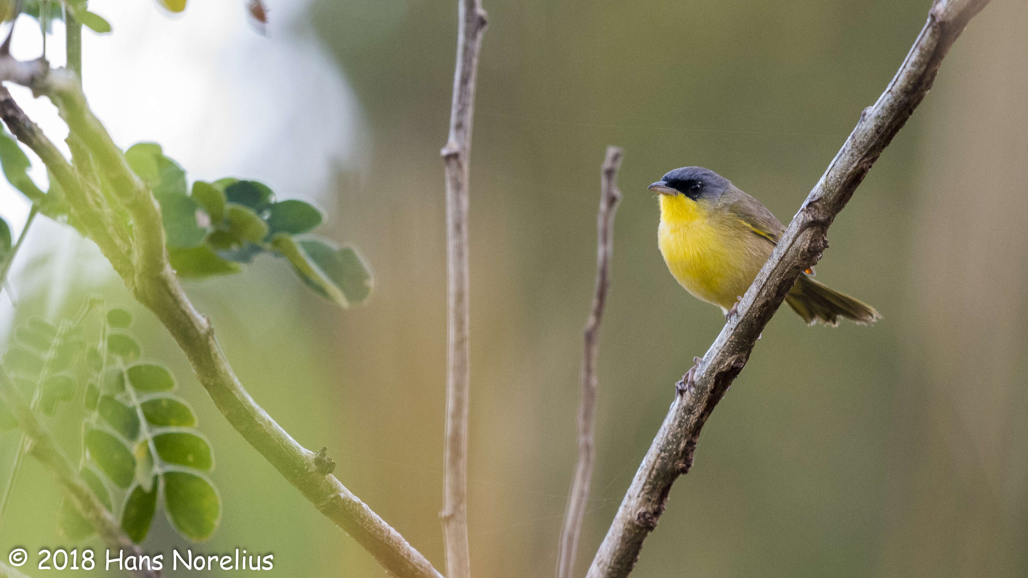 Image of Gray-crowned Yellowthroat