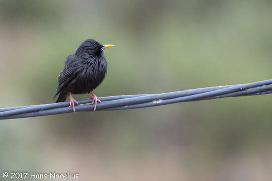 Image of Spotless Starling