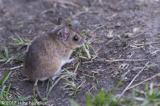 Image of wood mouse, long-tailed field mouse