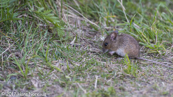 Image of wood mouse, long-tailed field mouse