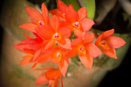 Image of Cattleya cernua (Lindl.) Van den Berg