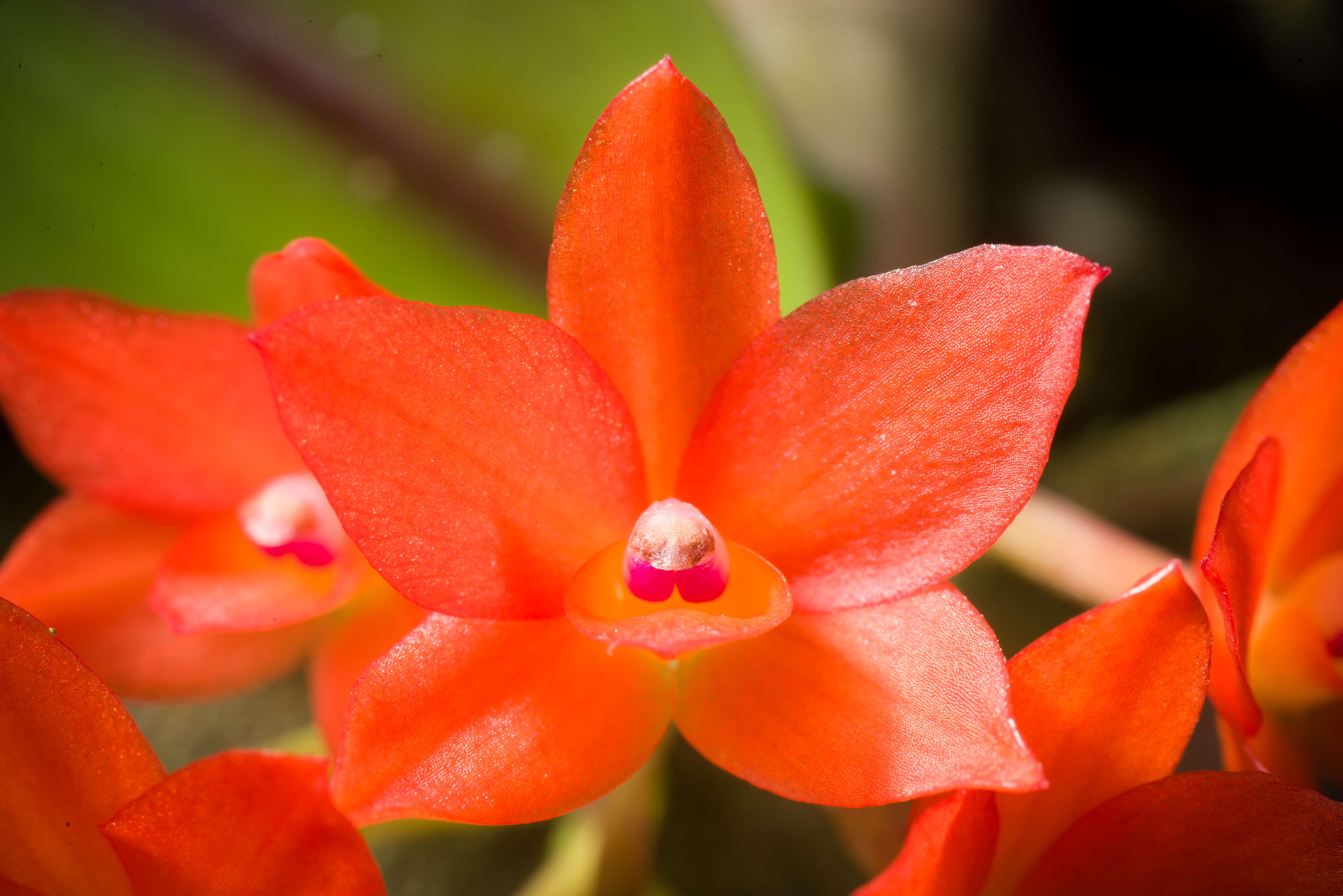 Image of Cattleya cernua (Lindl.) Van den Berg