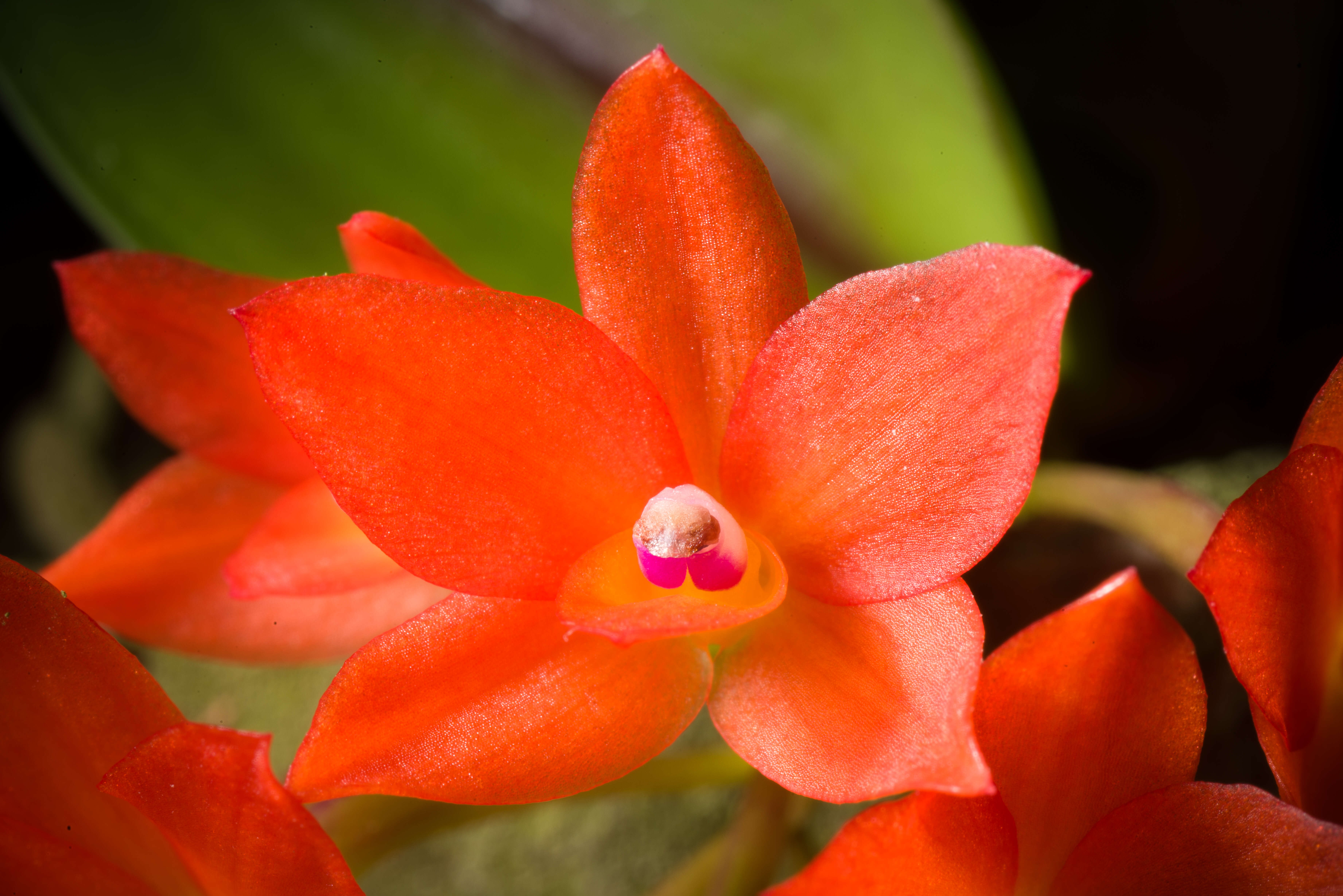 Image of Cattleya cernua (Lindl.) Van den Berg