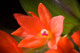 Image of Cattleya cernua (Lindl.) Van den Berg