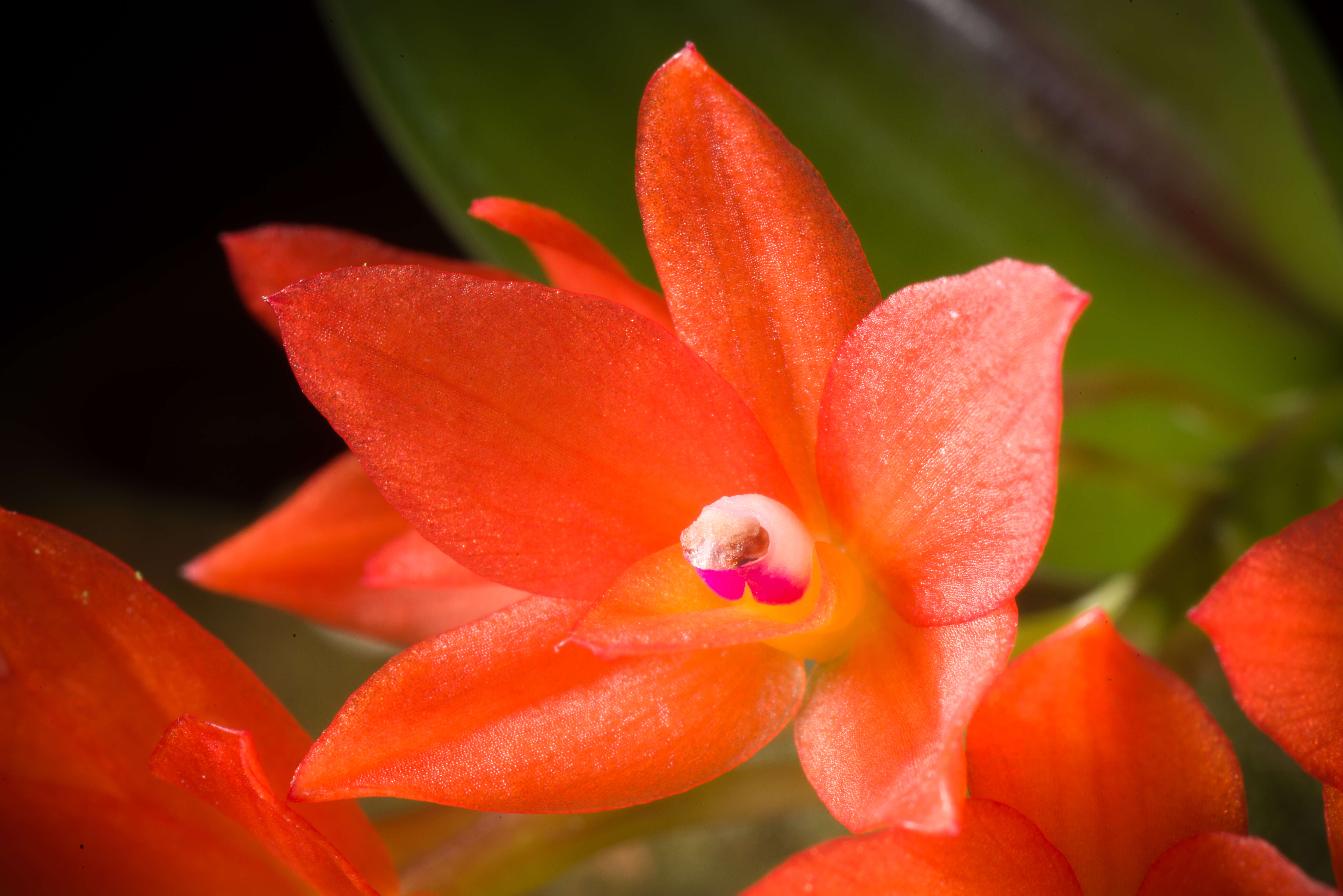 Image of Cattleya cernua (Lindl.) Van den Berg