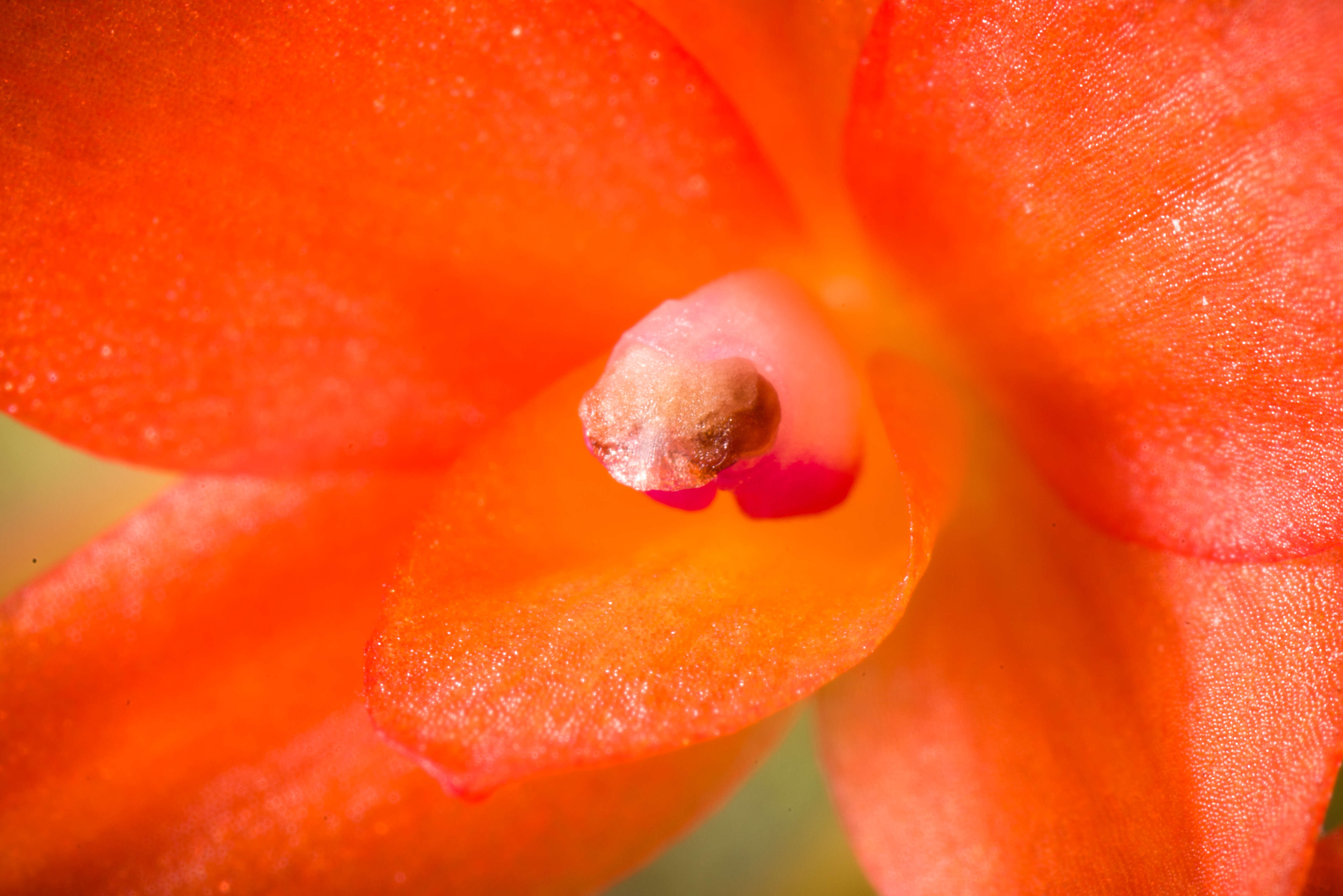 Image of Cattleya cernua (Lindl.) Van den Berg