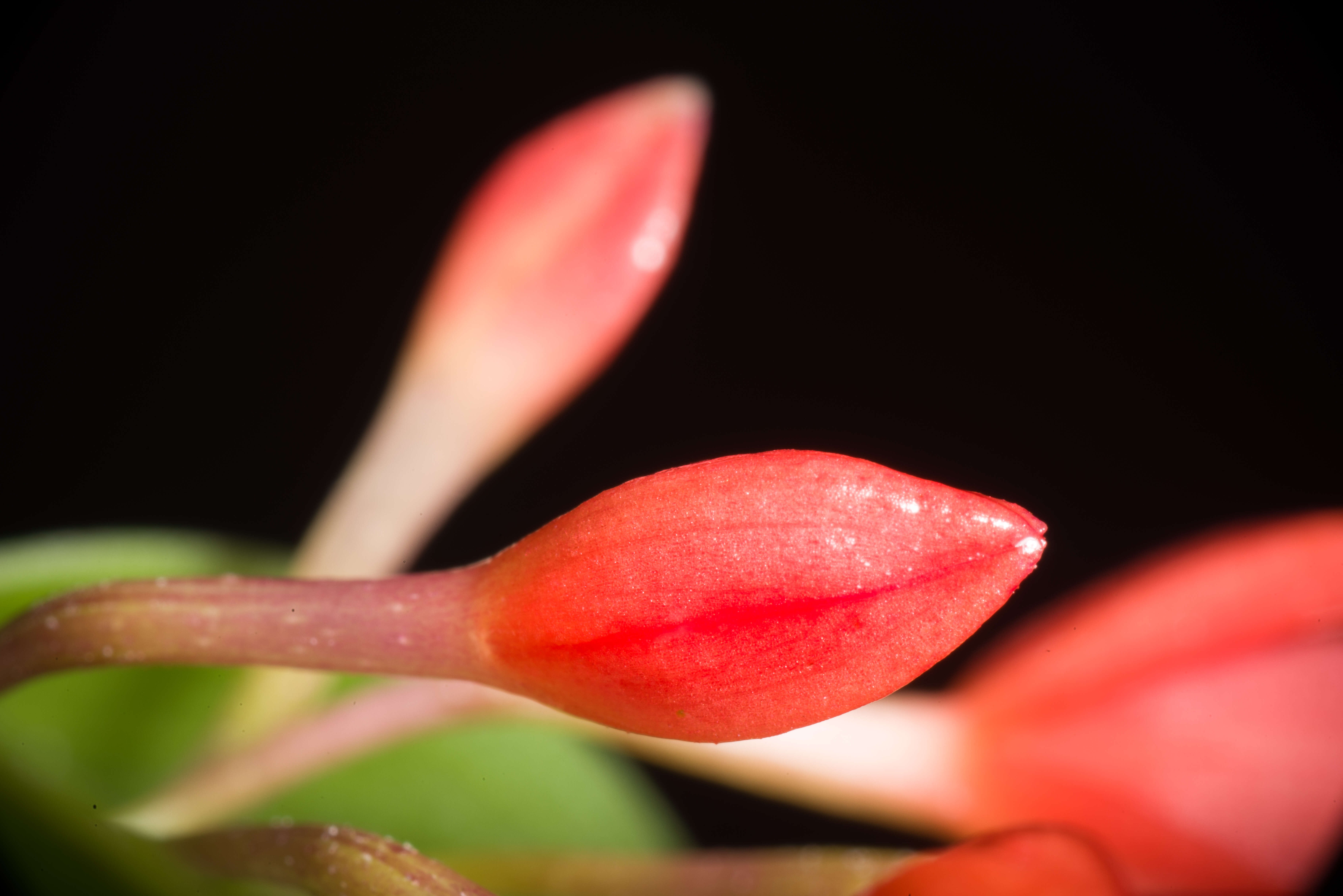 Image of Cattleya cernua (Lindl.) Van den Berg