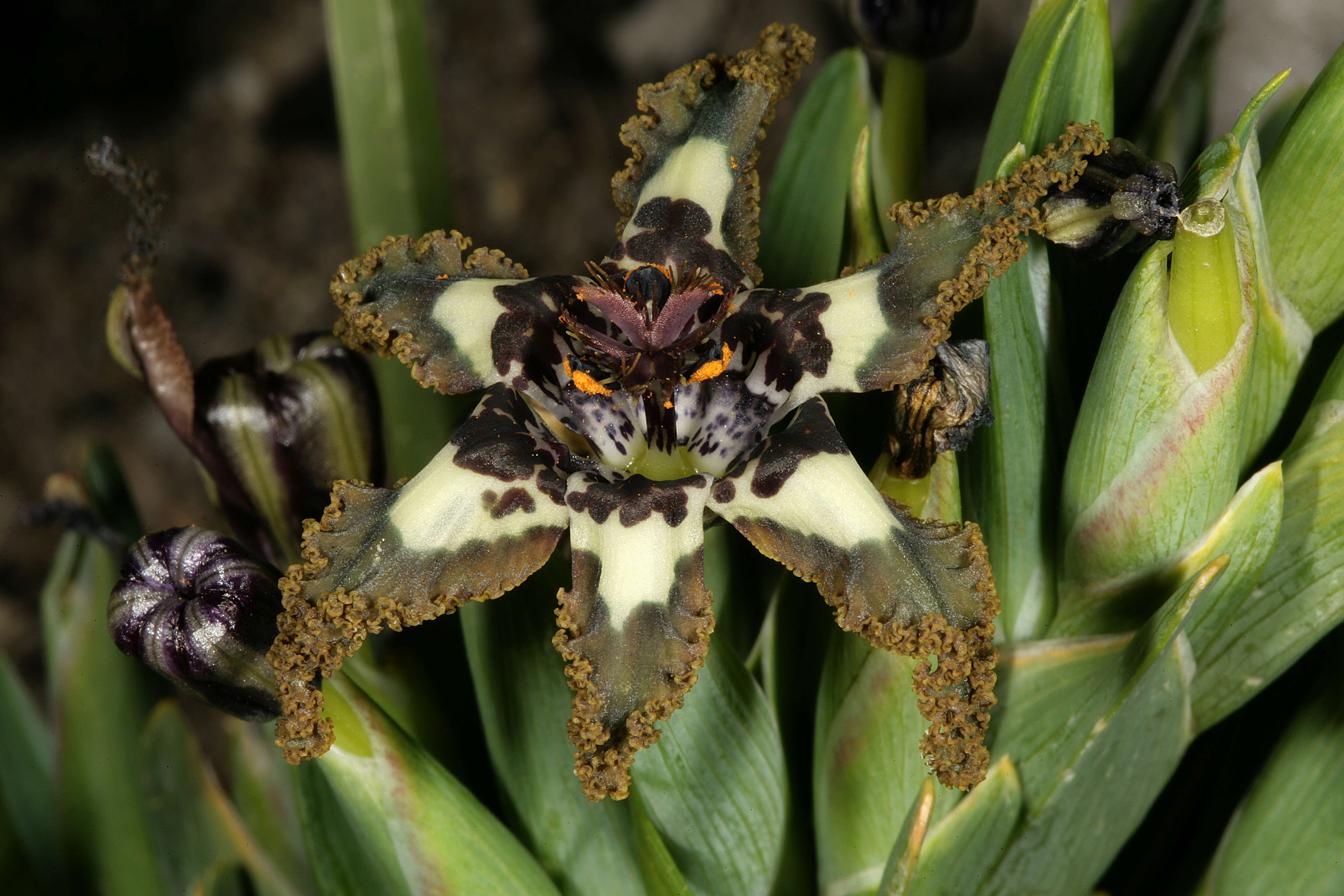 Image of Sea spider iris