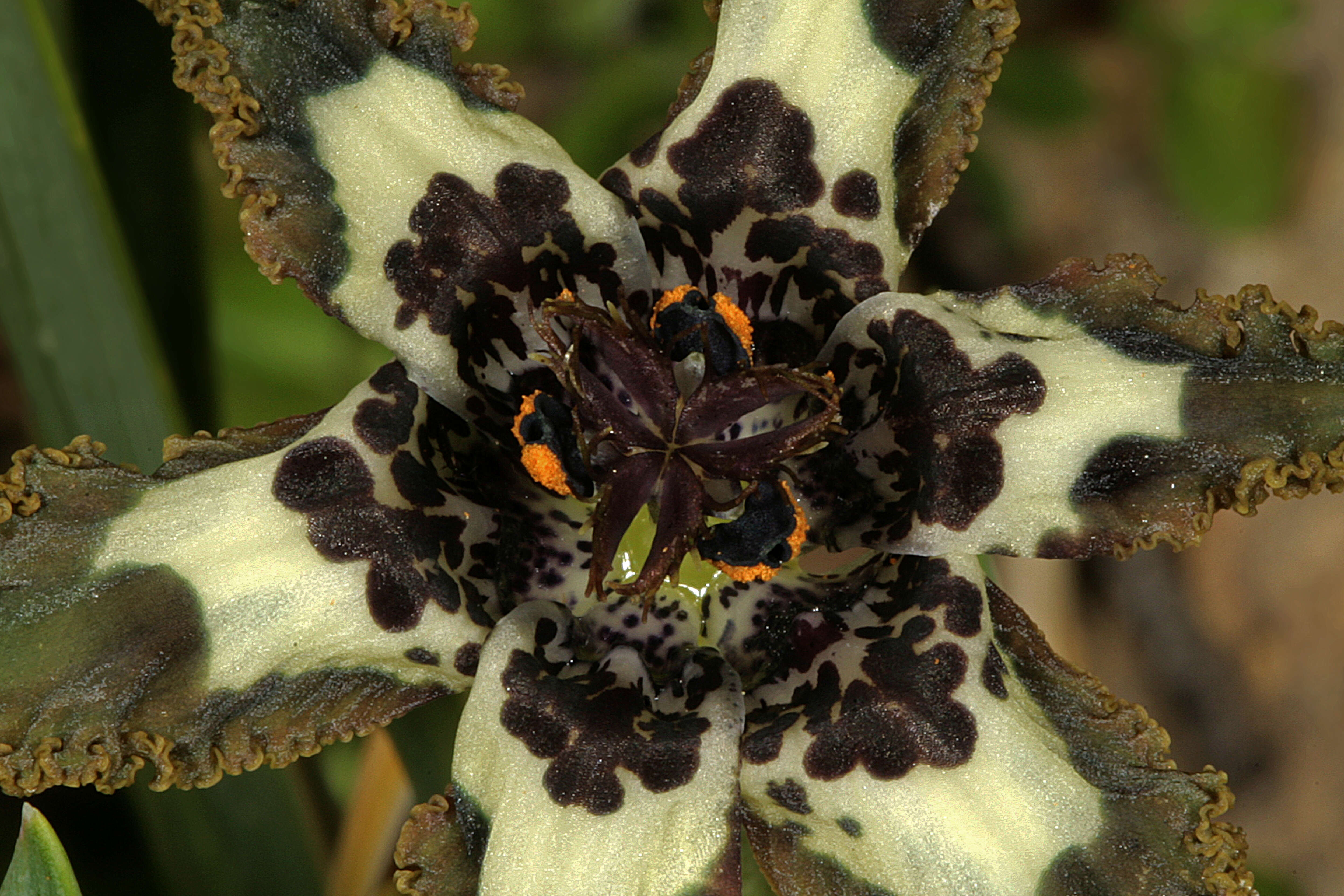 Image of Sea spider iris