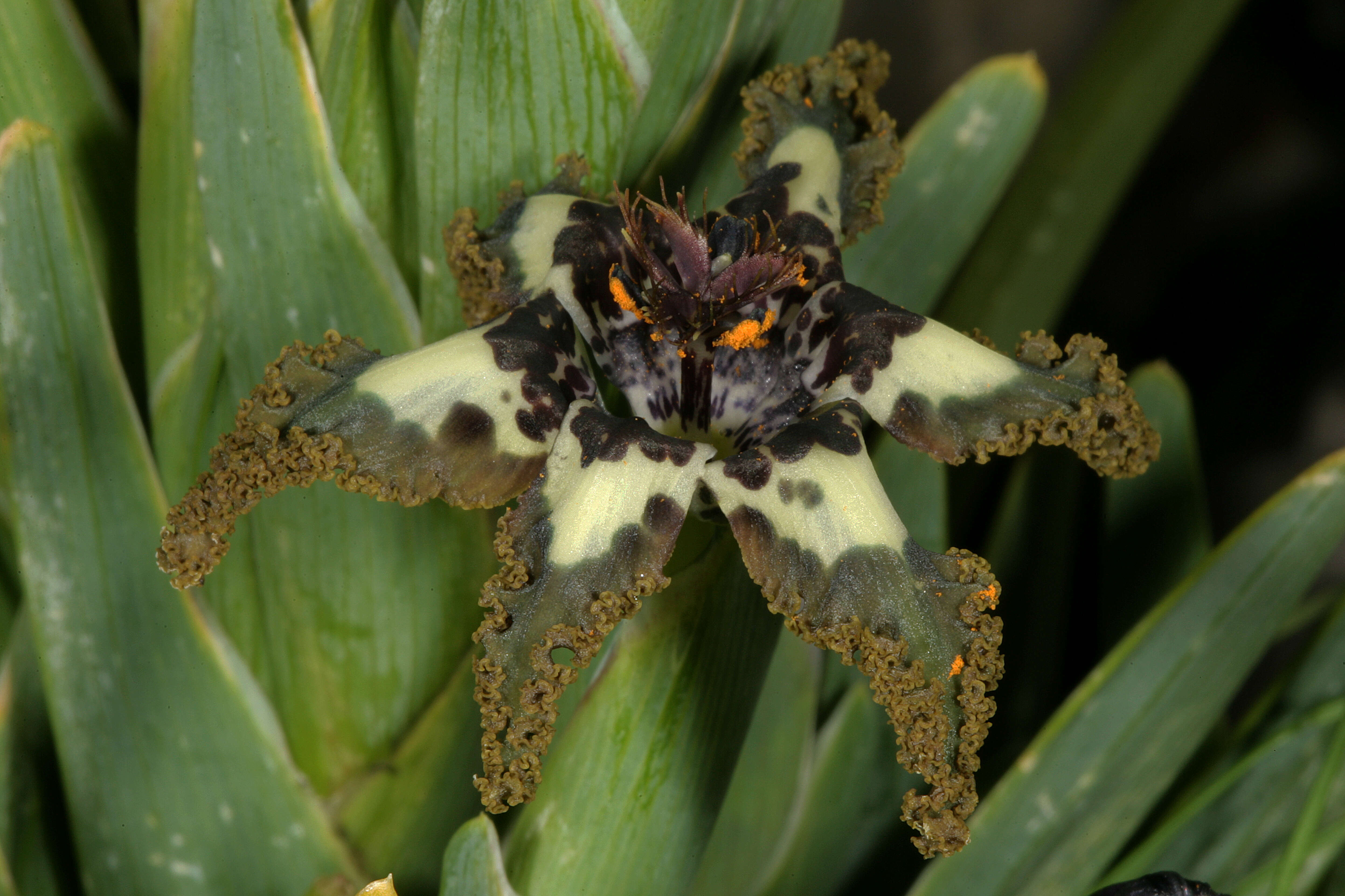 Image of Sea spider iris