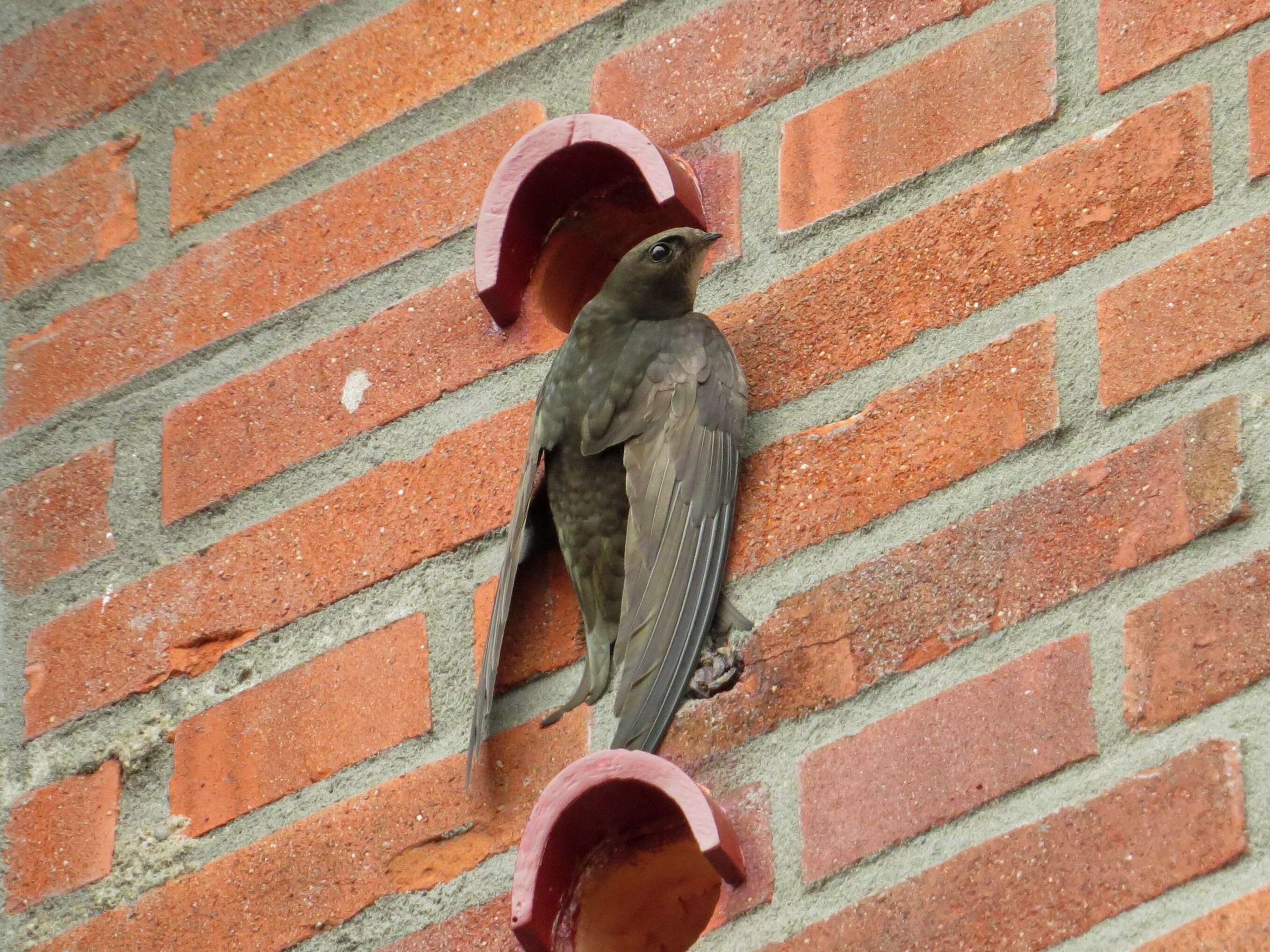 Image of swift, common swift