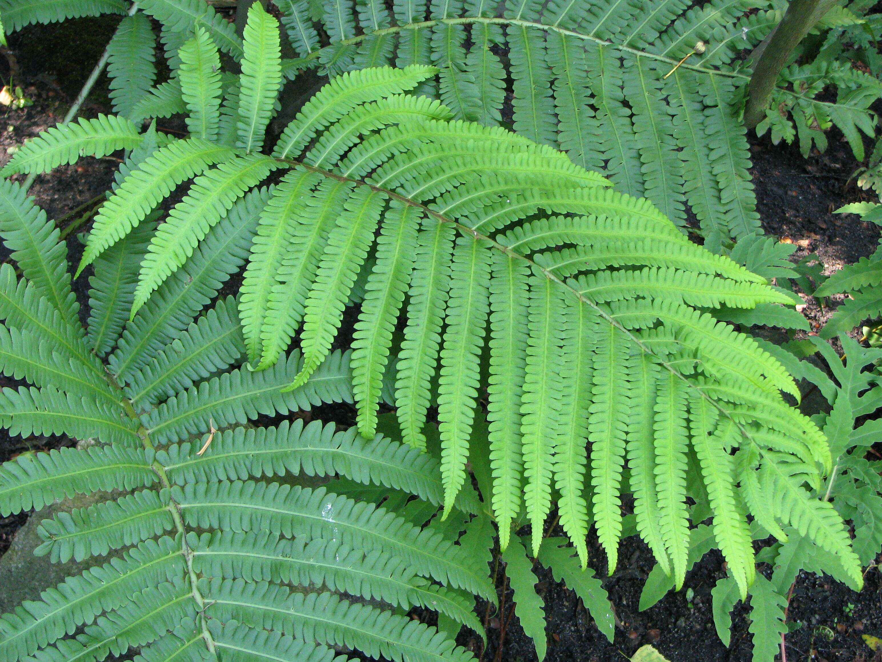 Image of Onoclea orientalis (Hook.) Hook.