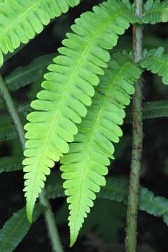 Image of Onoclea orientalis (Hook.) Hook.