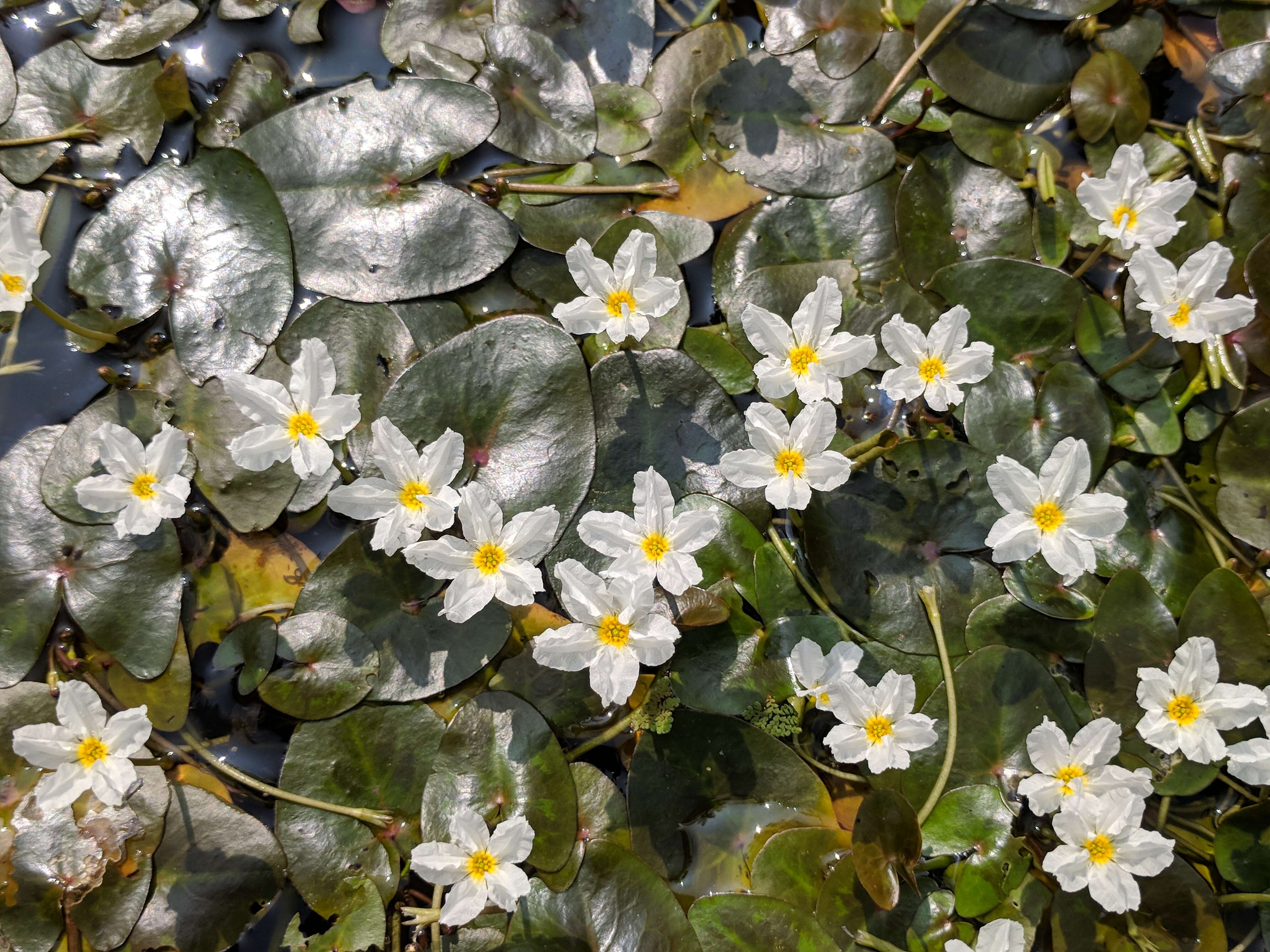 Image of white water snowflake