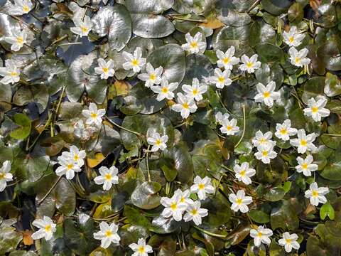 Image of white water snowflake