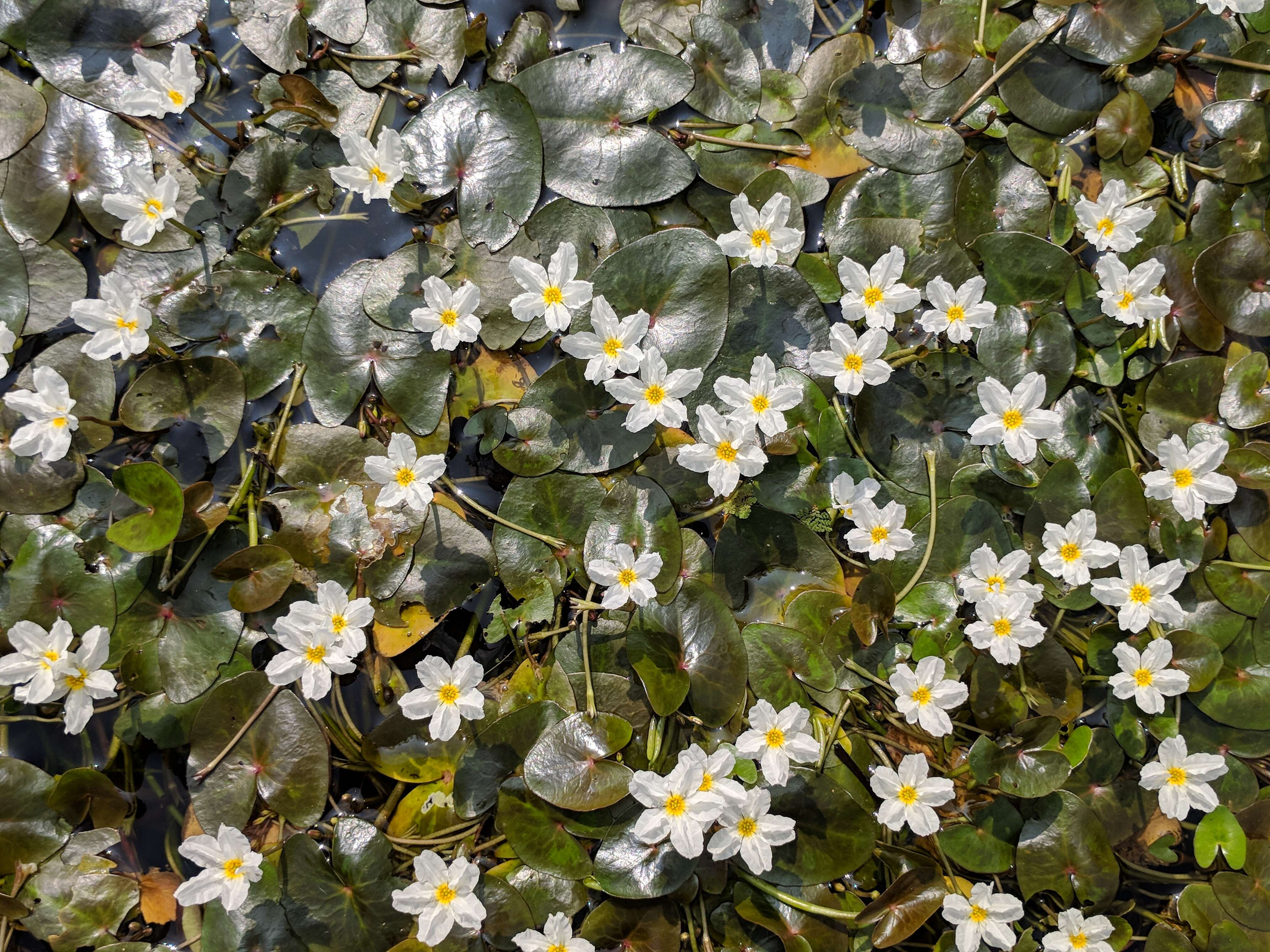 Image of white water snowflake