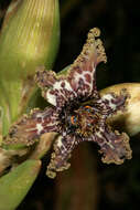 Image of Sea spider iris