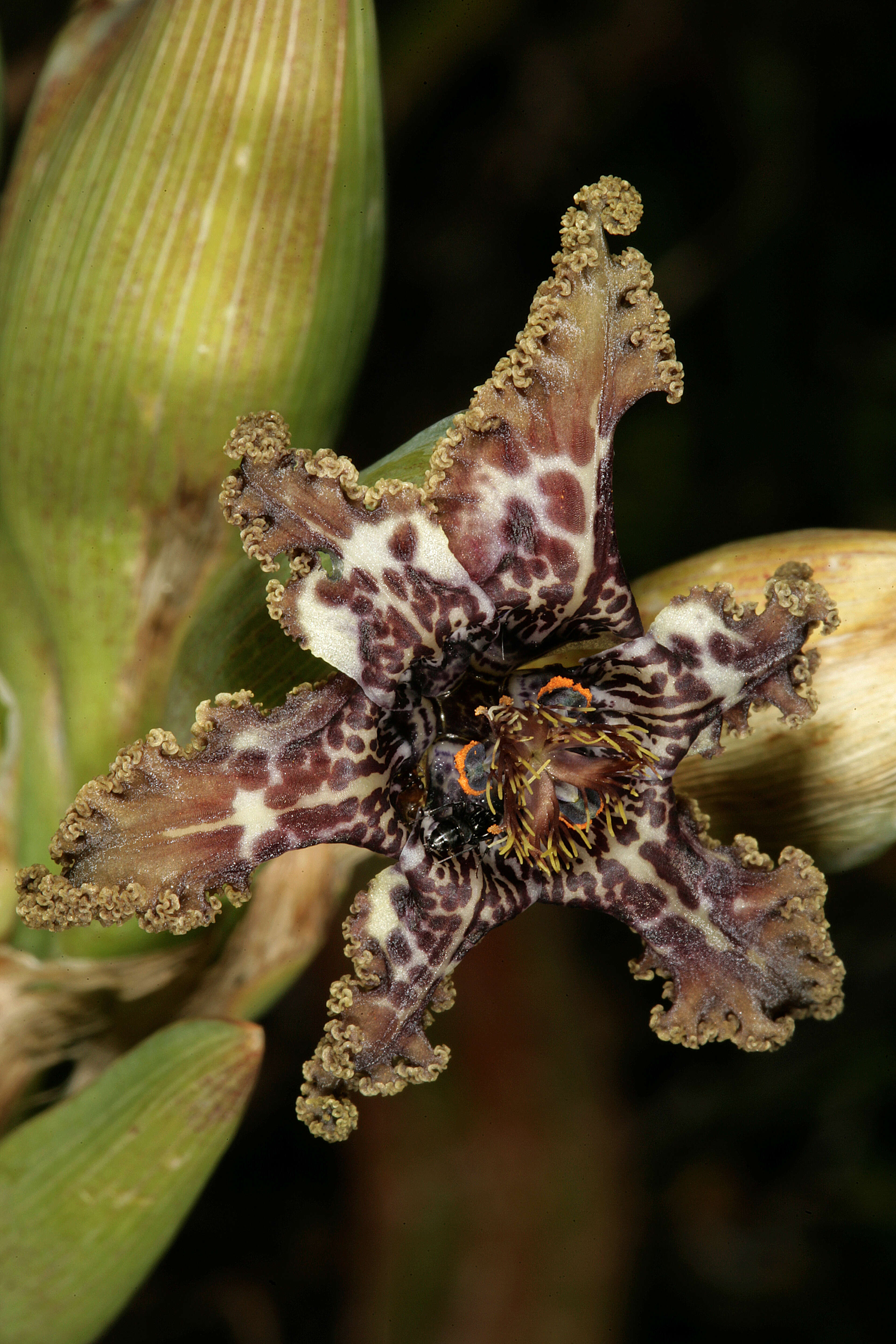 Image of Sea spider iris