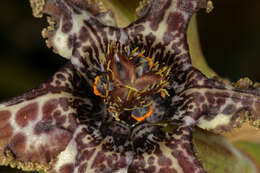 Image of Sea spider iris