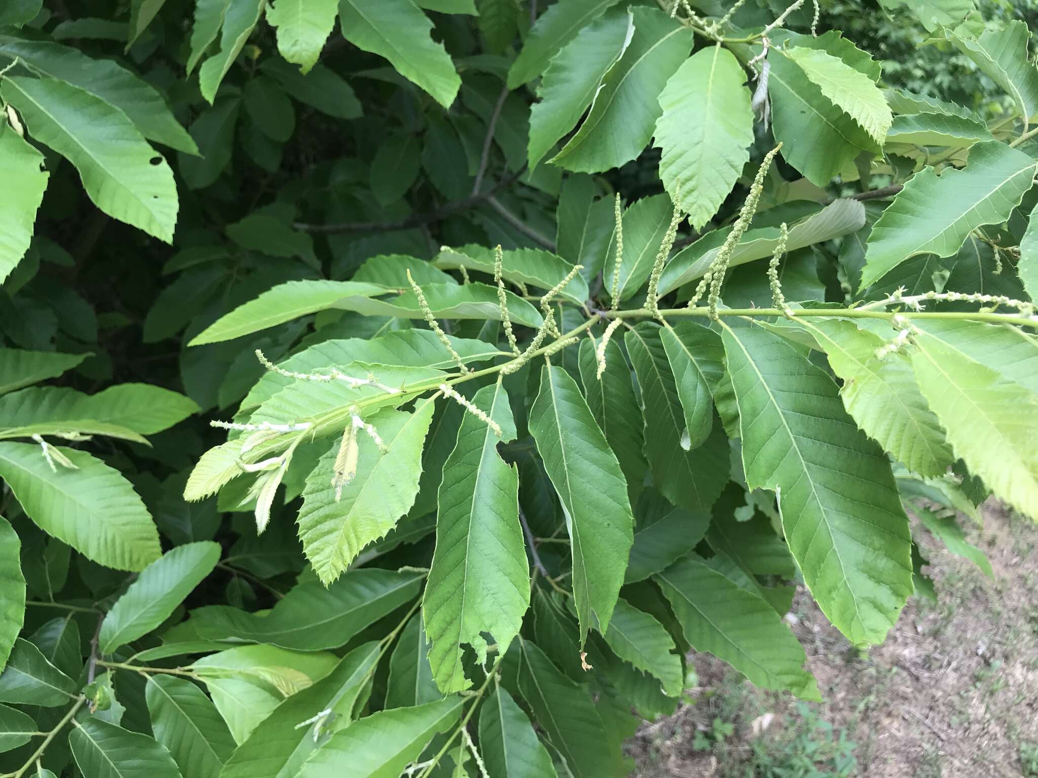 Image of Allegheny chinquapin