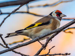 Image of European Goldfinch