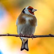 Image of European Goldfinch