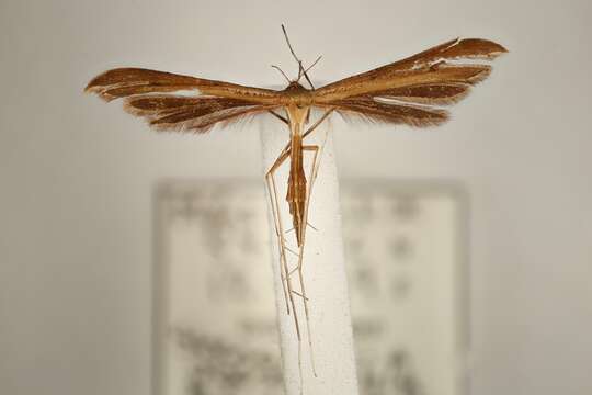 Image of Brown Plume