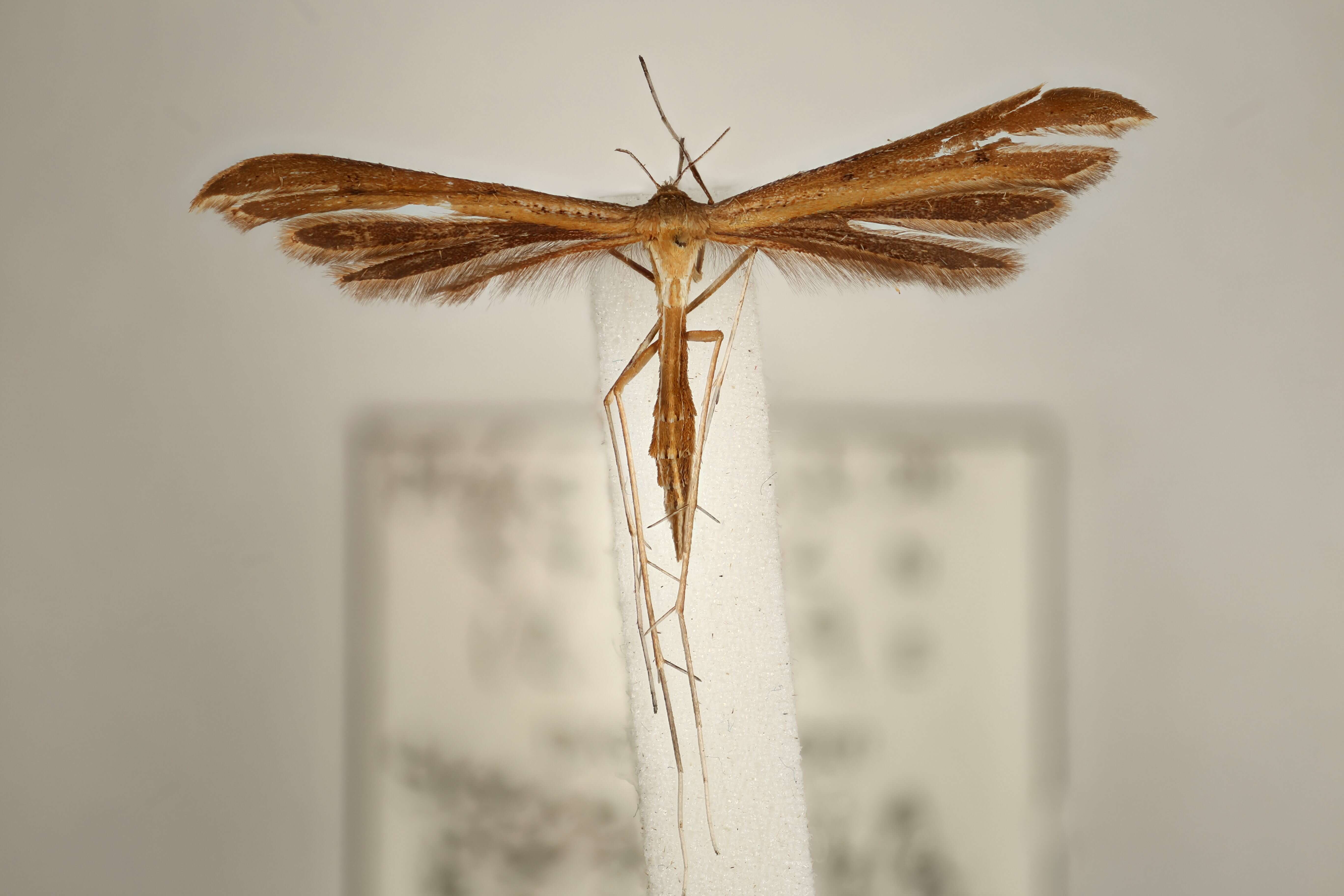 Image de Stenoptilia pterodactyla (Linnaeus 1761)