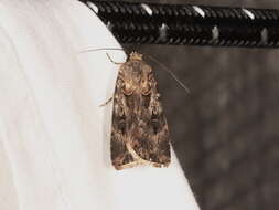 Image of Agrotis munda Walker 1856