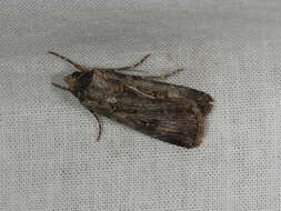 Image of Agrotis munda Walker 1856