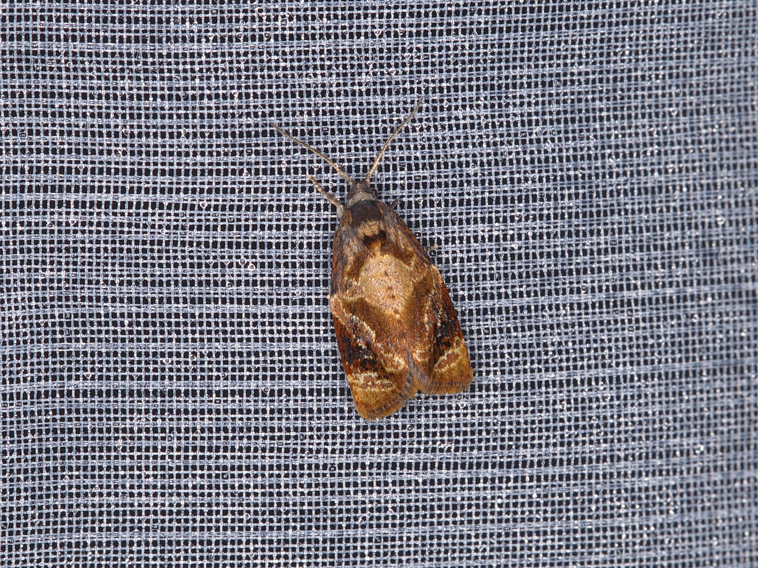 Image of red-barred tortrix