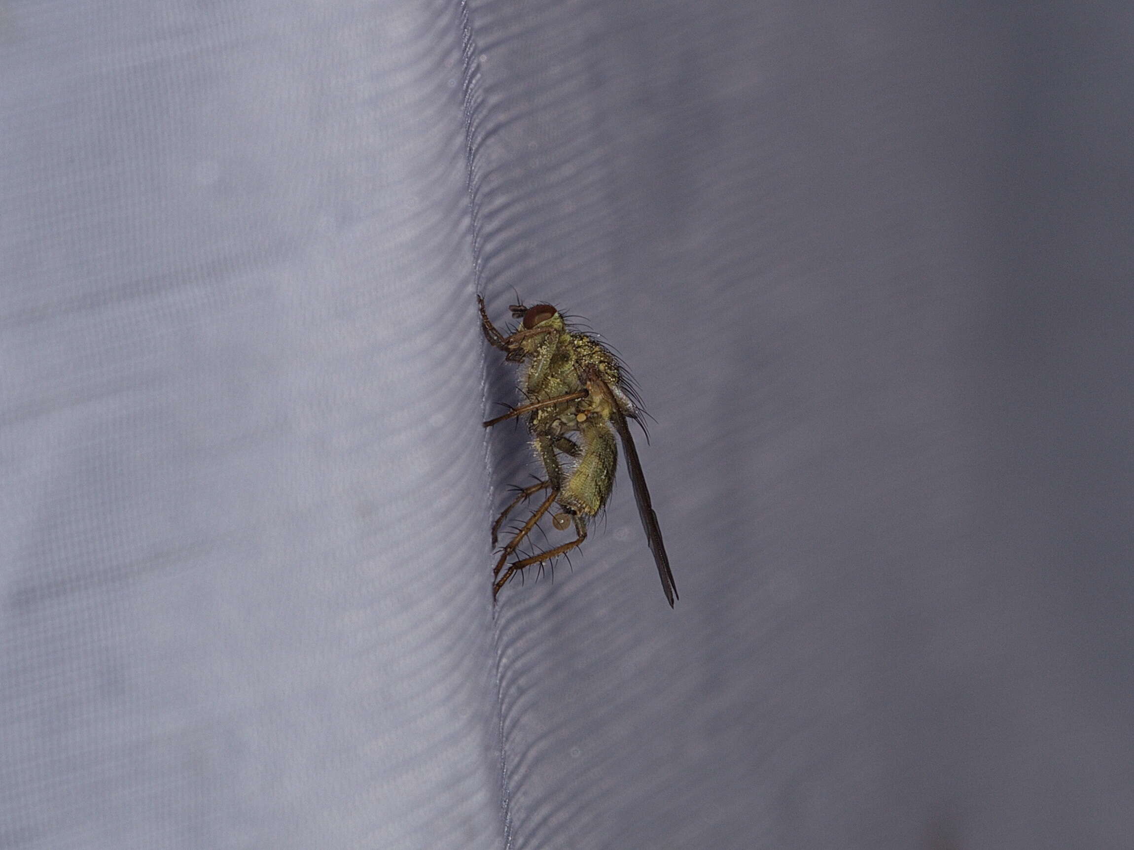 Image of dung-flies