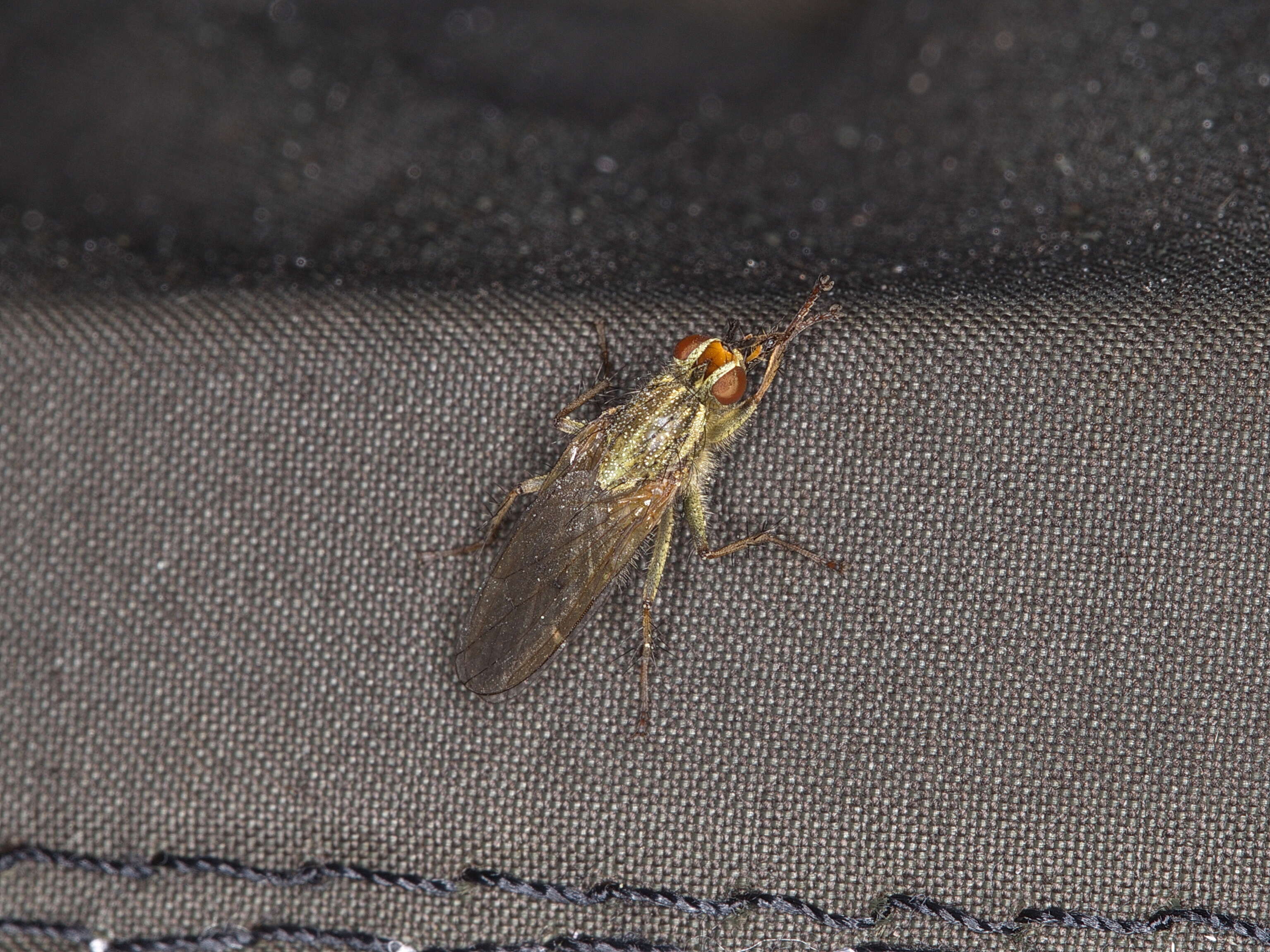 Image of dung-flies