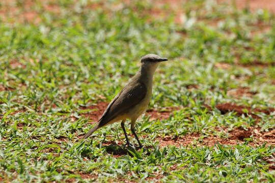 Image of Machetornis Gray & GR 1841