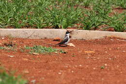 Image of Fork-tailed Flycatcher