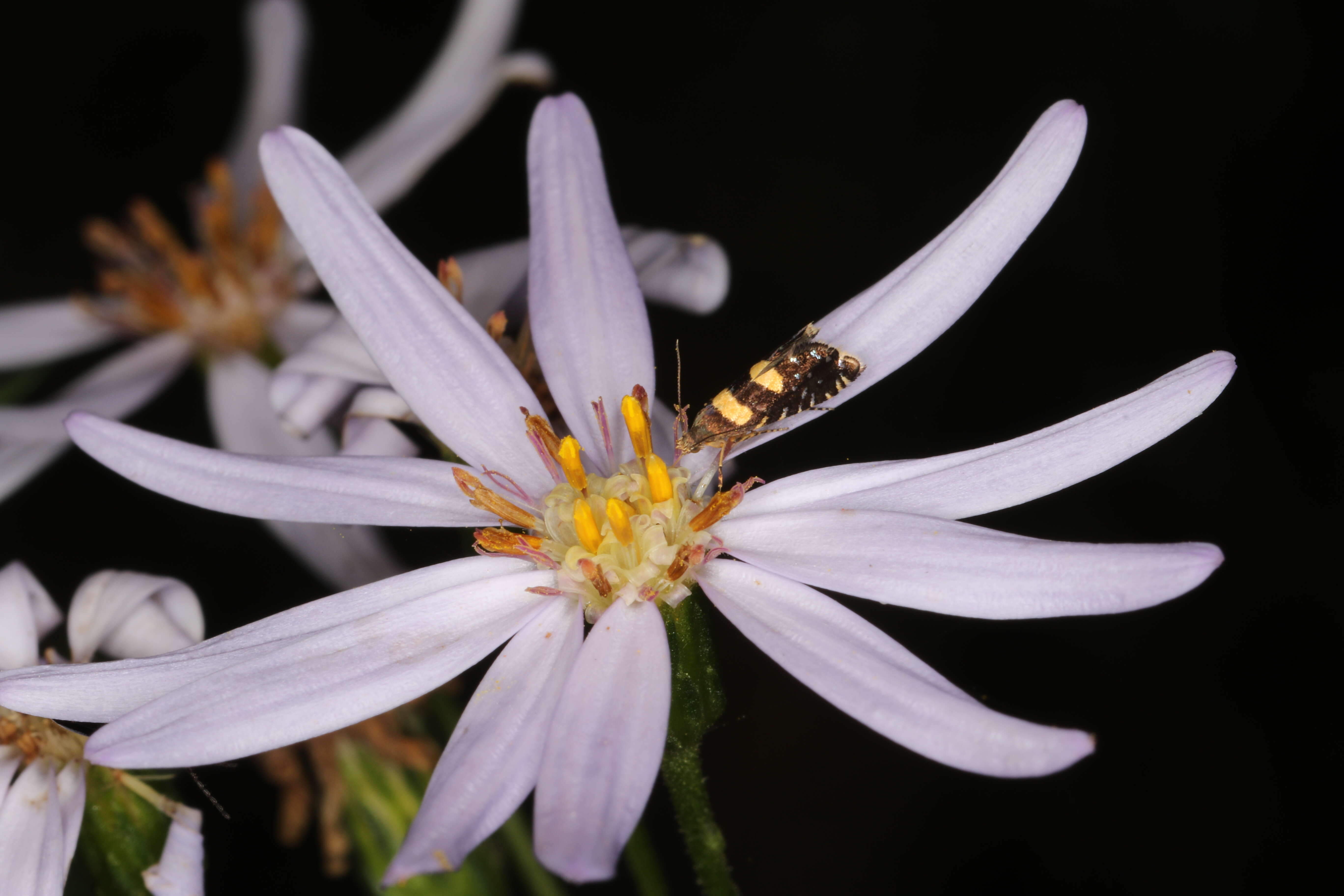 Слика од Glyphipterix chrysoplanetis Meyrick 1880