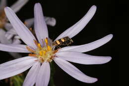 Image of Glyphipterix chrysoplanetis Meyrick 1880