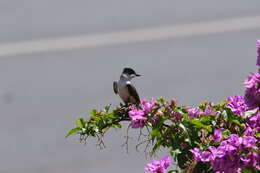 Image of Fork-tailed Flycatcher