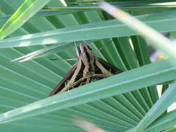 Image of Banded Sphinx