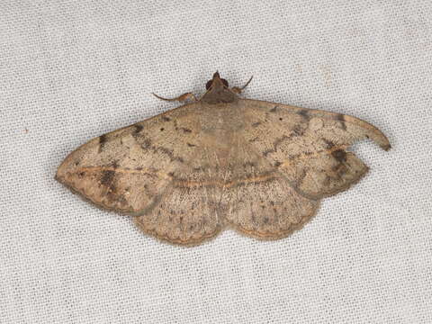 Image of Velvetbean Caterpillar Moth