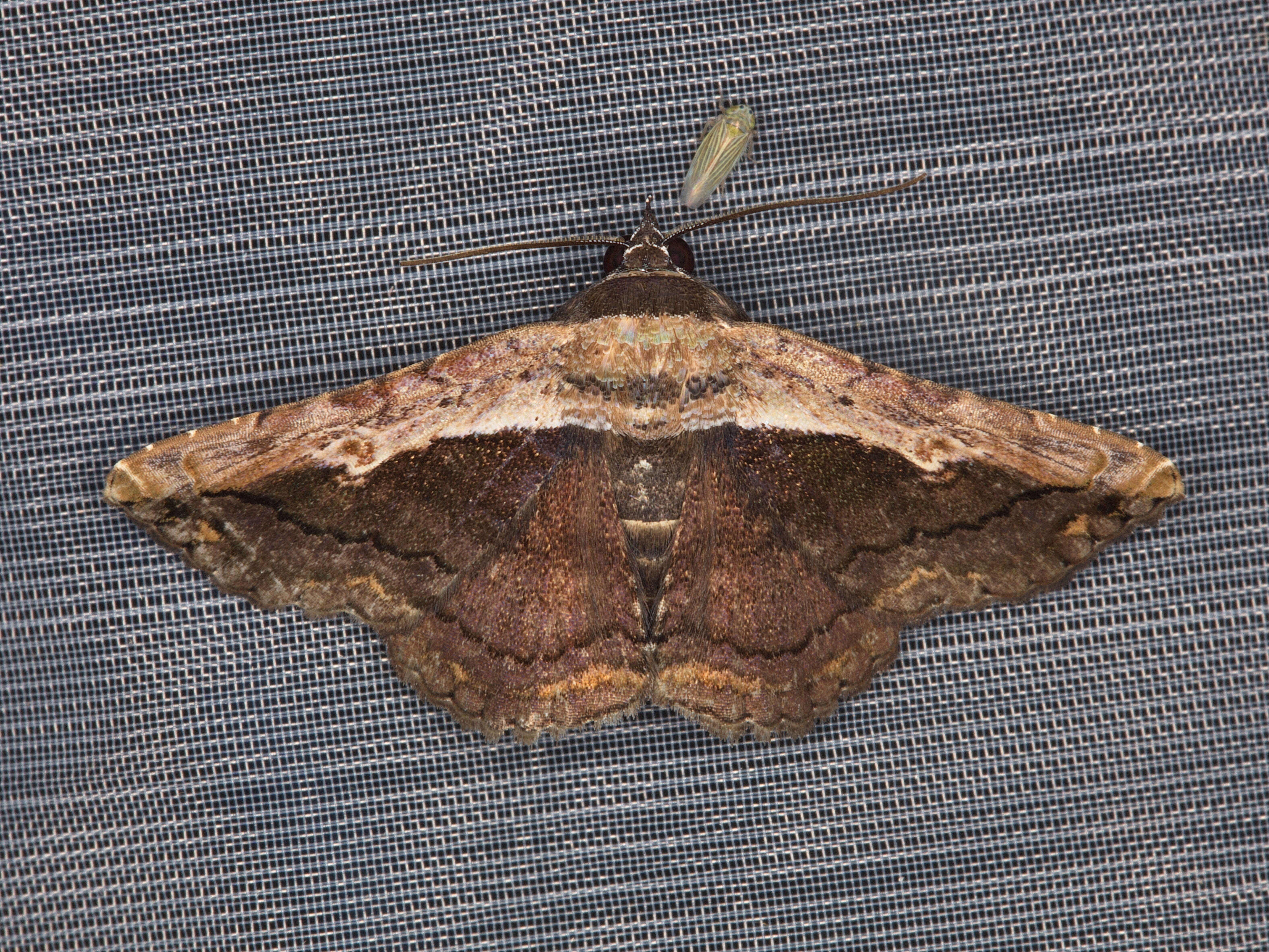 Image of Pale-edged Selenisa