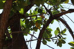 Image of Saffron Finch