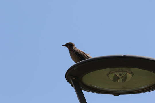 Image of Chalk-browed Mockingbird