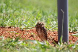 Image of Burrowing Owl