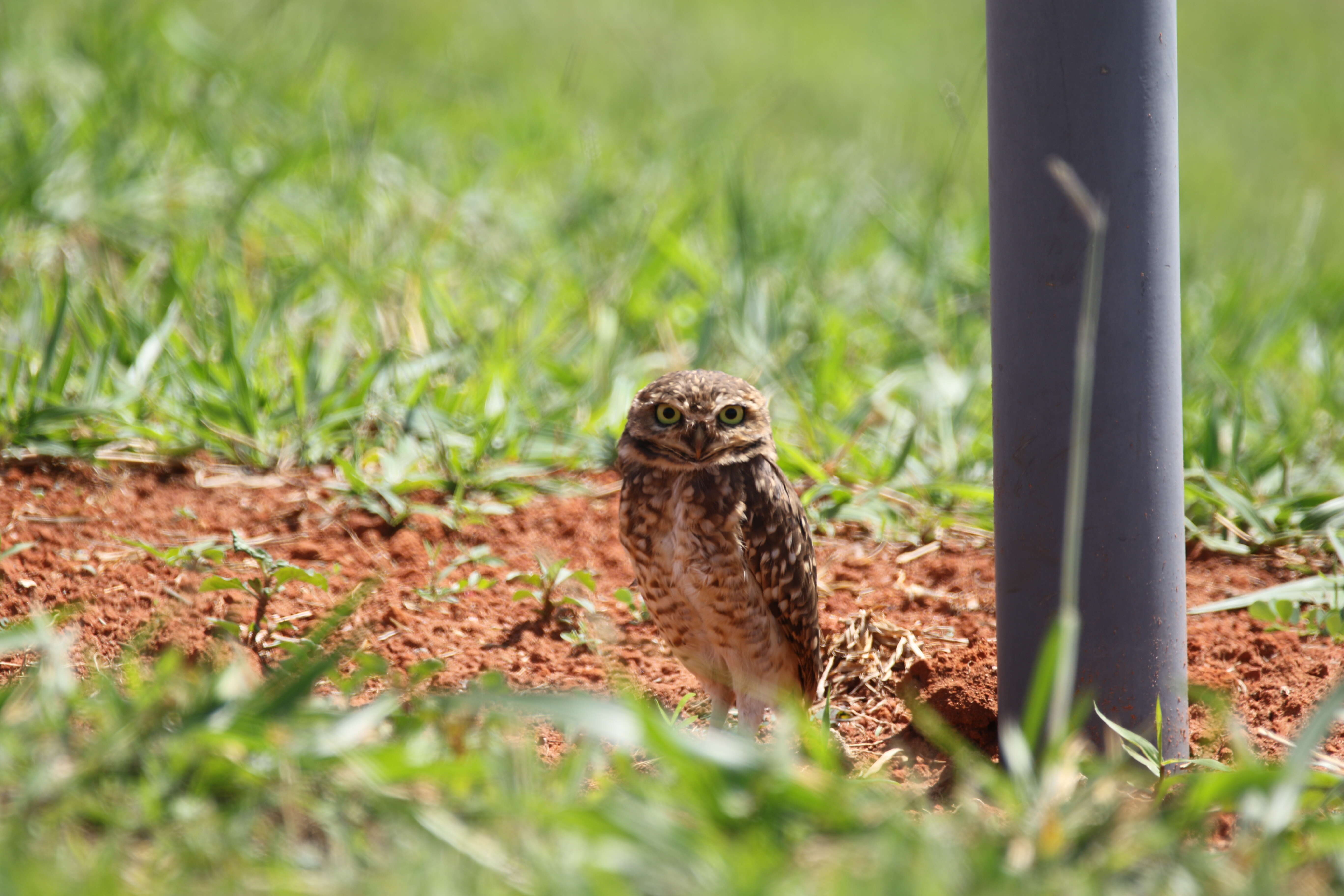 Image of Burrowing Owl