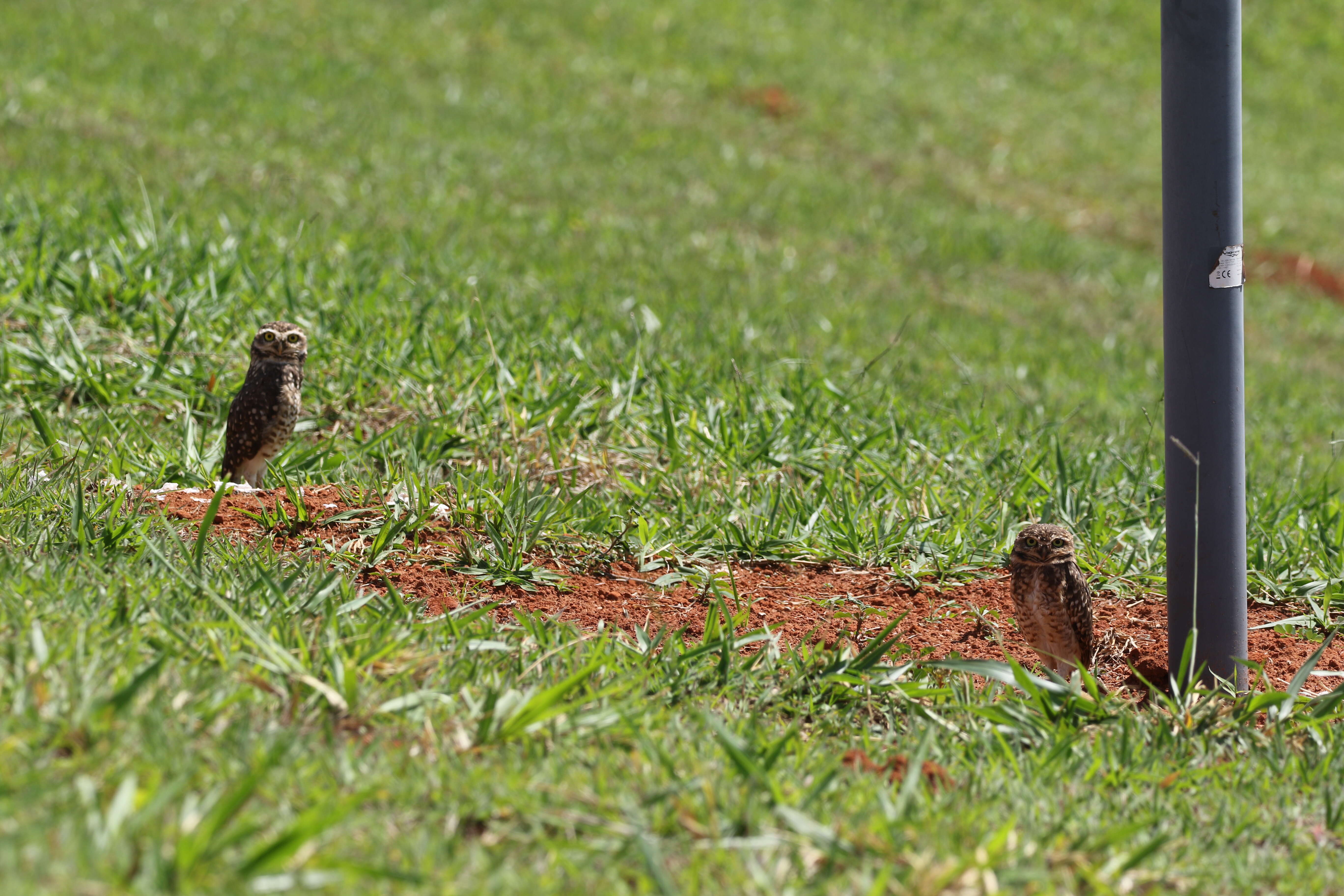 Image of Burrowing Owl